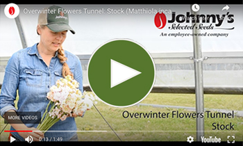 View Our Late-Winter/Spring-Seeded Flower Tunnel Stock Video