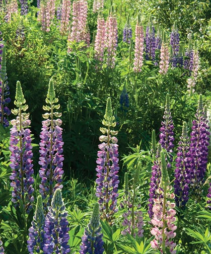 Field of purple and pink lupine, a popular and widespread ornamental flower with many hybrids and cultivars.
