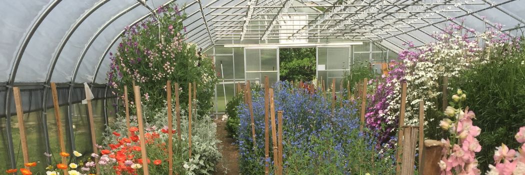 Growing flowers in the hoophouse