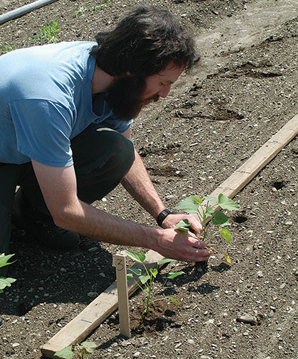 Sweet potato slips being planted three to four weeks after last frost.