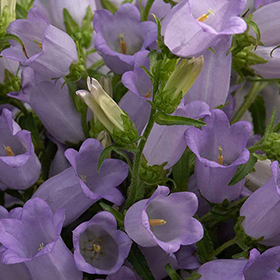 How to Grow Campanula