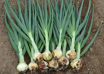 Bridger onion harvest from our 2014-2015 overwinter trial