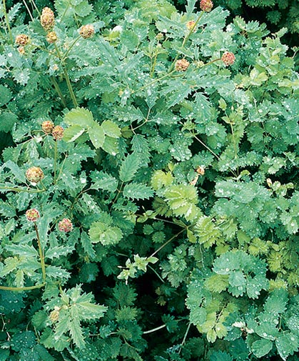 Mature planting of salad burnet following the rain; salad burnet prefers sandy, well-drained, slightly alkaline soil.