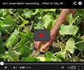 Sun Jewel Melon Harvest Sun Jewel Melon Harvest