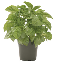 Container-grown Nufar Basil Plant