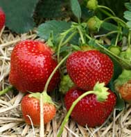 Galletta Strawberry Plants