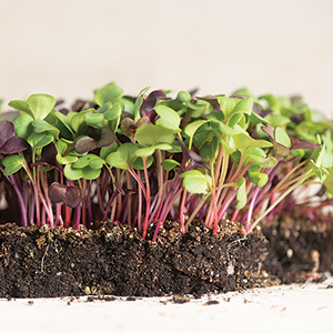 Confetti Radish Micro Mix