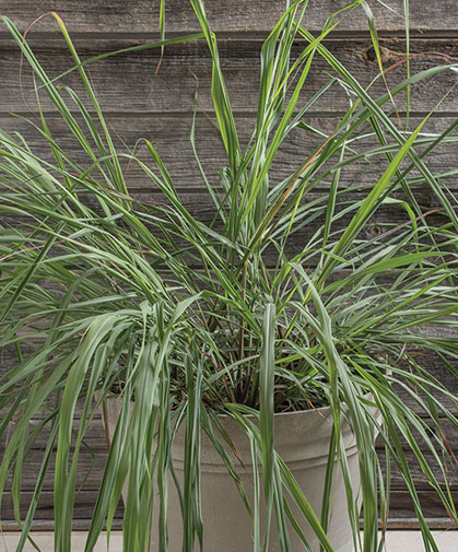 Container planting of East Indian lemon grass (Cymbopogon flexuosus), grown from cleaned seed.
