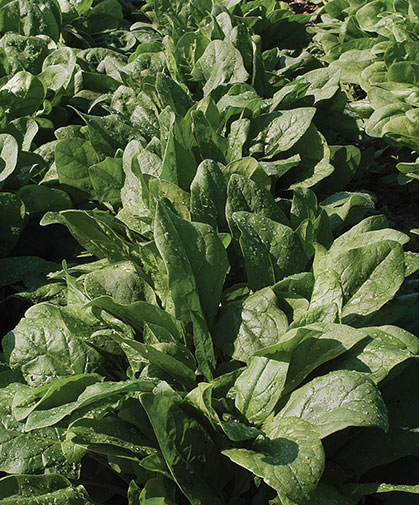 Spinach growing in our trials; each year we evaluate for best performance, flavor, and disease resistances.
