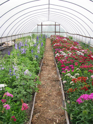 Growing flowers in a hoophouse can be rewarding.