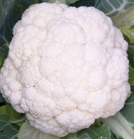 Synergy Cauliflower