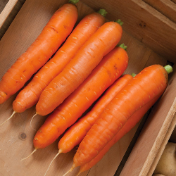 Bolero Pelleted Carrot Seed
