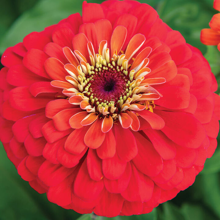 Uproar&trade; Scarlet