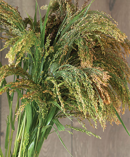 A thick, freshly harvested bunch of 'Green Drops,' a variety of the ornamental grass, Panicum violaceum.