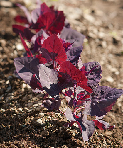 A row of orach; this plant can be pinched back to encourage production and retard bolting; delicious in salads.