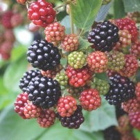 Blackberry Succession Planting Programs