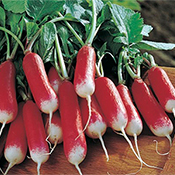 French breakfast radishes are a good winter crop.