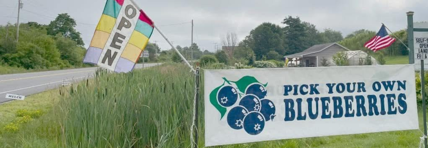 starting a blueberry u-pick operation