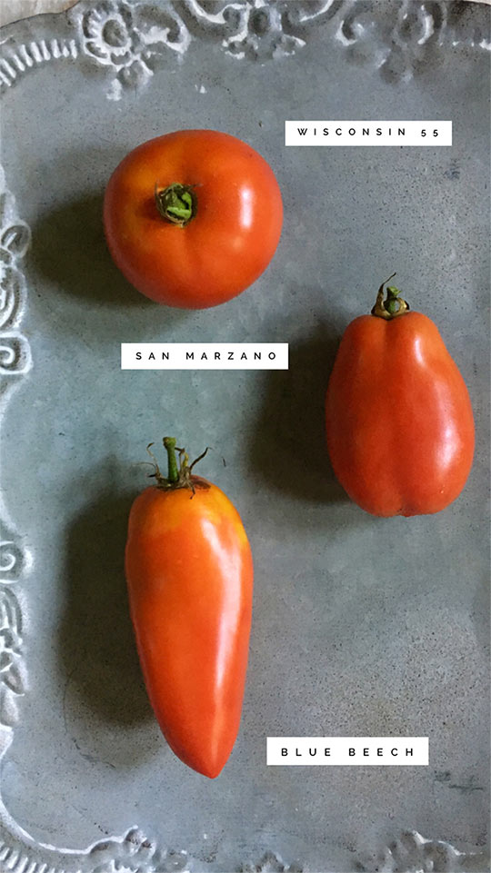 3 Johnny's Open-Pollinated Tomatoes. Photo courtesy Finch & Folly