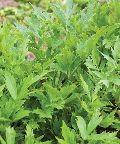 Lovage can be grown as an annual or a perennial, and can become quite large; the leaves impart a celery-like flavor to cuisine.