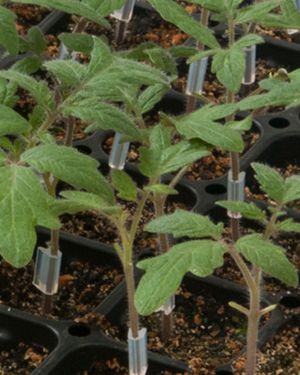 Graft heirlooms for best results
