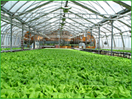 Slegers Greenhouse Interior