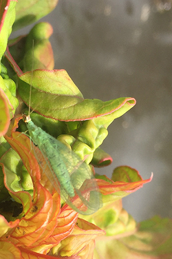 Lacewing on aphid-infested Celosia