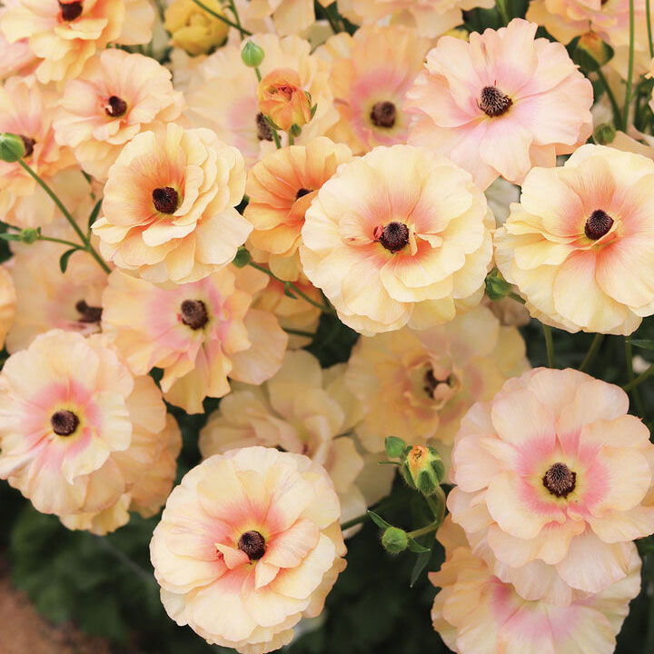 Butterfly&trade; Vestalis&reg;