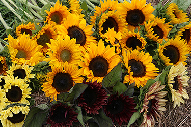 Sunflower Diversity