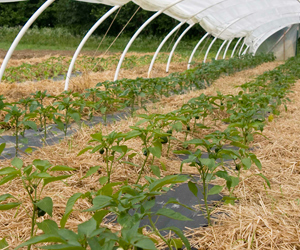 Freshly mulched and row-covered pepper transplants