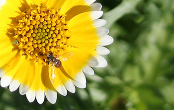 Adult hover fly