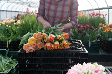 harvesting forced tulips