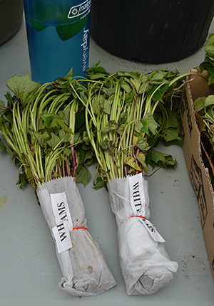 Sweet potato slips, wrapped and waiting for planting