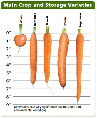 Main Crop & Storage Carrots Comparison Chart