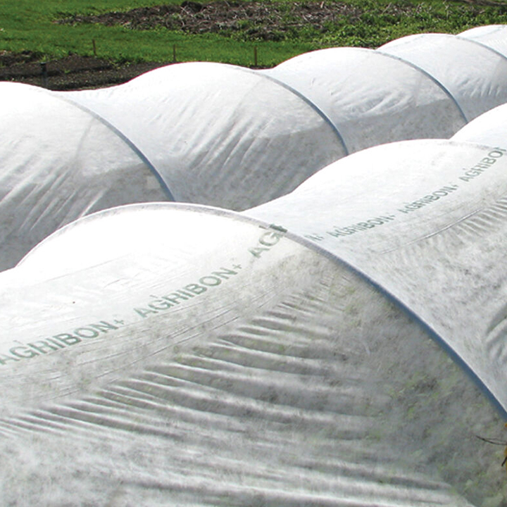 low tunnels covered with row cover