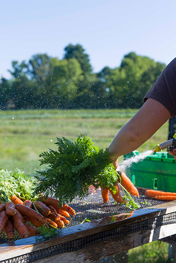 Washing Carrots at Black Kettle Farm