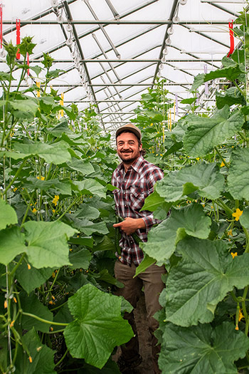 Nate Gorlin-Crenshaw in the protected-culture cucumber trial