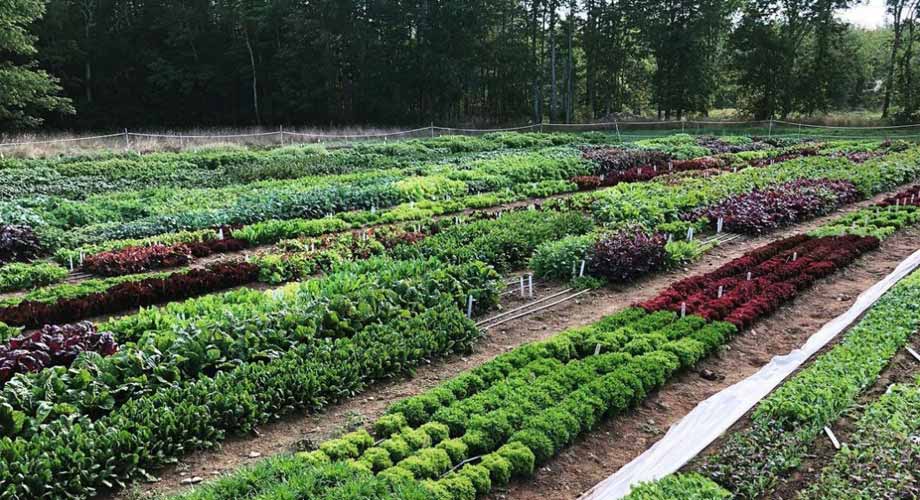 Succession Planting Intervals for Vegetables