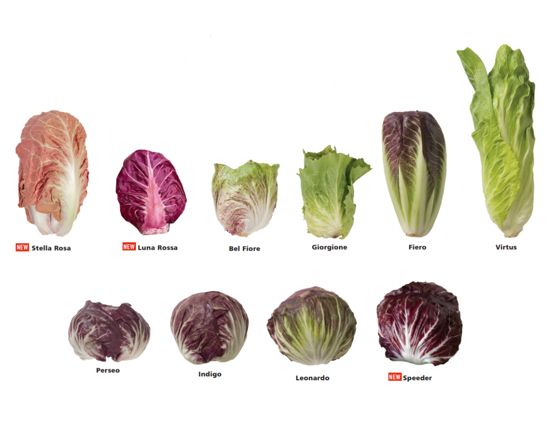size comparison of radicchio varieties
