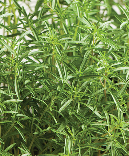 Summer savory, a fast-growing, annual companion plant to onions and beans that prefers full sun and even moisture.