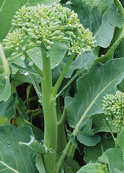 Happy Rich Summer-Sprouting Broccoli X Gai Lan