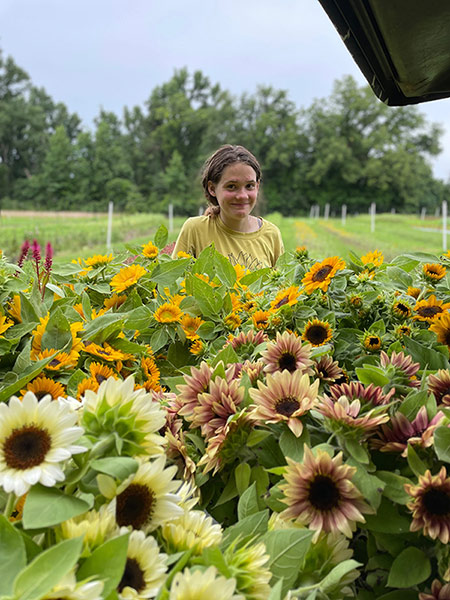 Sunflowers