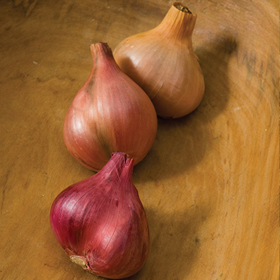 How to Grow Shallots