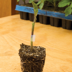 Tomato rootstock from Johnny's