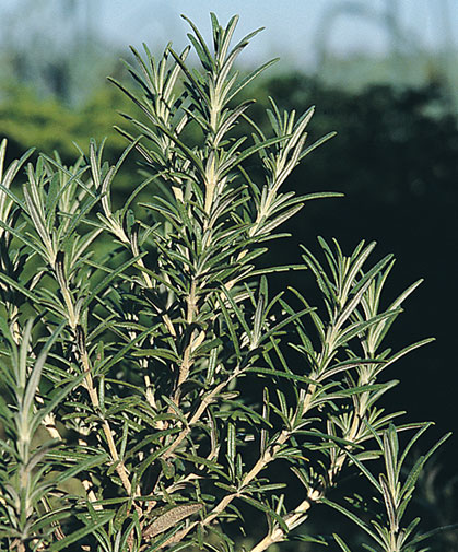 Sprigs of a rosemary plant, grown from seed; like other Mediterranean herbs, rosemary prefers full sun and well-drained soil.