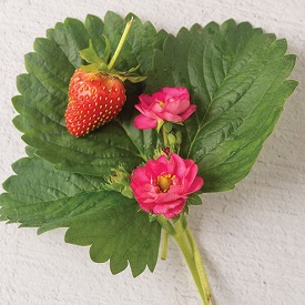 Summer Breeze Cherry Blossom Strawberry Seed