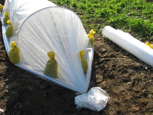 Eliot Coleman's low tunnels: Step 3