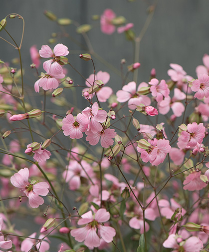 Saponaria flowers; this crop prefers sandy soil and good drainage; partial shade or bright filtered light to sunny locations.