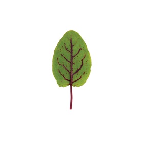 Red Veined Sorrel Organic Green Seed
