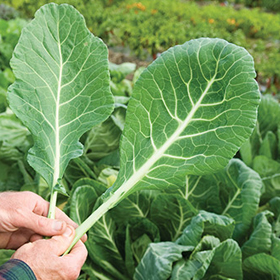 How to Grow Collards